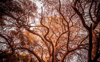 Sunset Branches