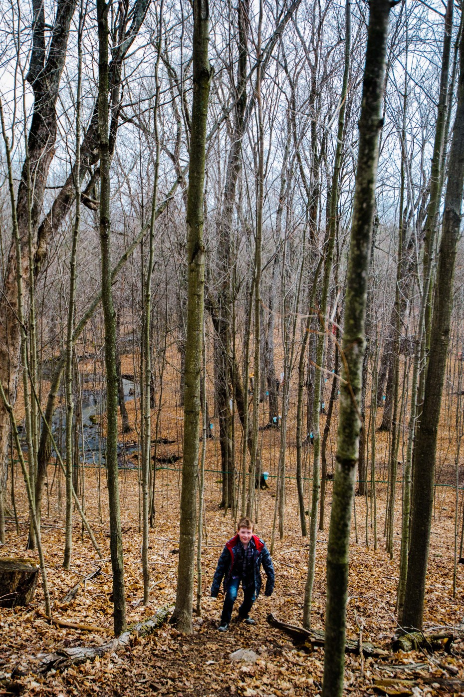 Lost In The Maple Woods